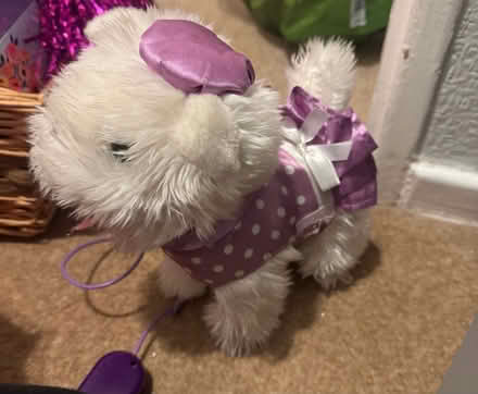 Photo of free Walk and talk dog (Home S8) #1