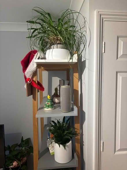 Photo of free Tall book shelves (Fulham SW6) #3