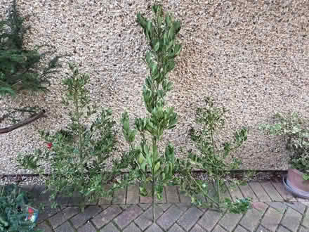 Photo of free Christmas Decorations (Lye Valley OX3) #1