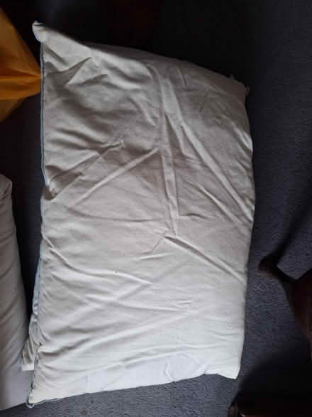 Photo of free 4 feather pillows (South Green CM11) #3