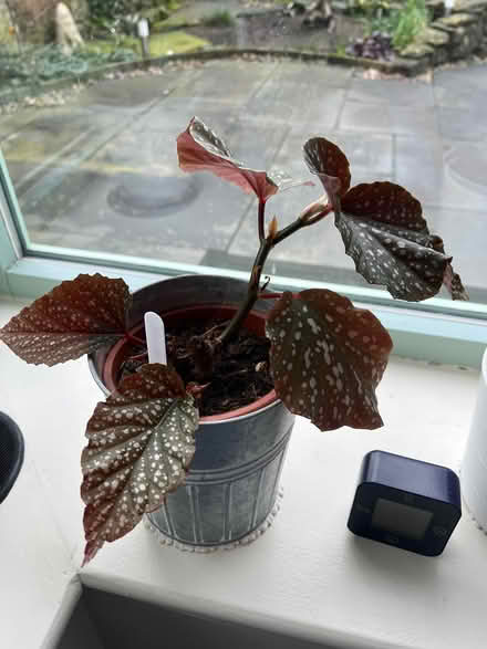Photo of free Spotted begonia plant (Goldenacre EH3) #1