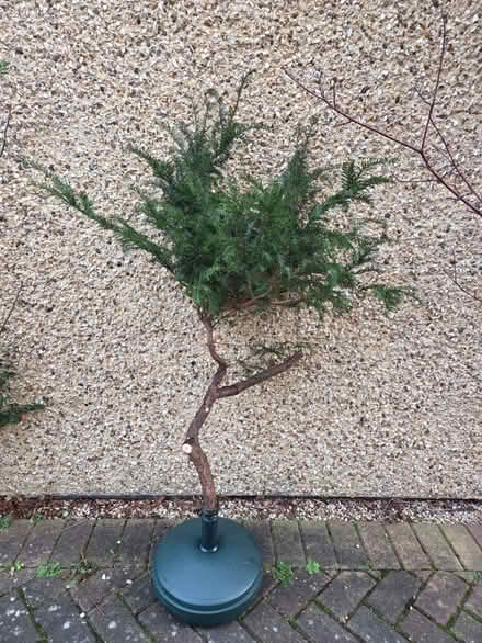 Photo of free Christmas Decorations (Lye Valley OX3) #2