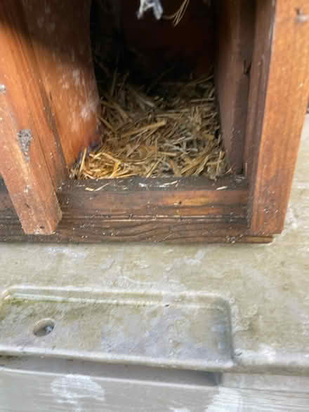 Photo of free Hedgehog house (Waltham Abbey EN9) #4