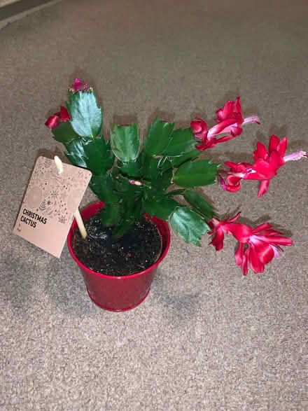 Photo of free Christmas Cactus (Portobello EH15) #1