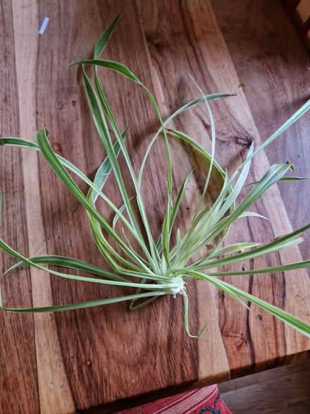 Photo of free Spider plant (Gracemount EH16) #1