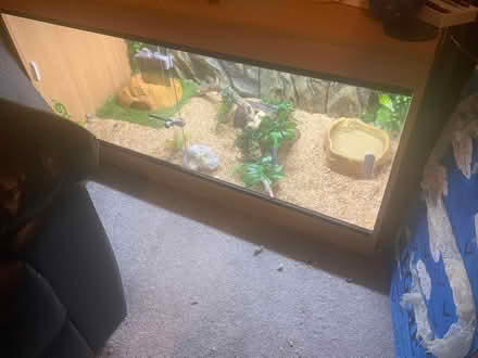Photo of free Ronnie with vivarium (Plymouth PL1 3BR) #1