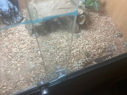 Photo of free Storm and vivarium (Plymouth PL1 3BR) #1