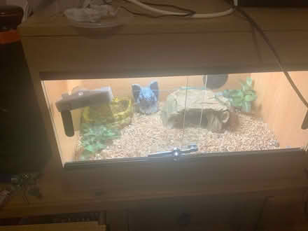 Photo of free Storm and vivarium (Plymouth PL1 3BR) #2