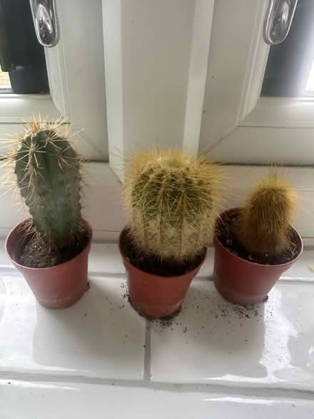 Photo of free Cacti Plants (Eastern Avenue East RM1) #1