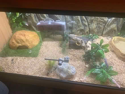 Photo of free Ronnie with vivarium (Plymouth PL1 3BR) #2