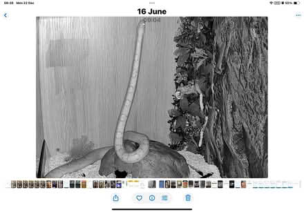 Photo of free Ronnie with vivarium (Plymouth PL1 3BR) #4