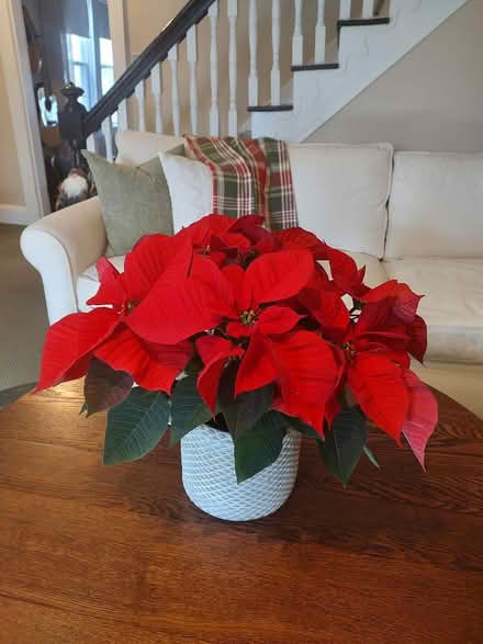 Photo of free Poinsettia 12/28 (Odenton) #1