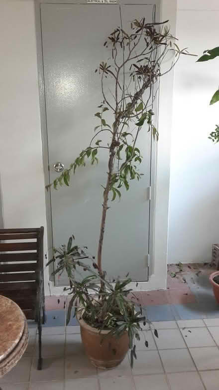 Photo of free Plants and Plant Pots (Queenstown, near MRT) #1