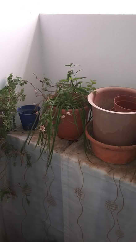 Photo of free Plants and Plant Pots (Queenstown, near MRT) #3