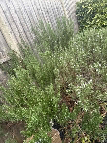 Photo of free Rosemary for seasoning (Norbury CR7) #1