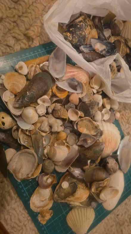 Photo of free Sea shells (N15 - near Tott Hale Retail Pk) #1