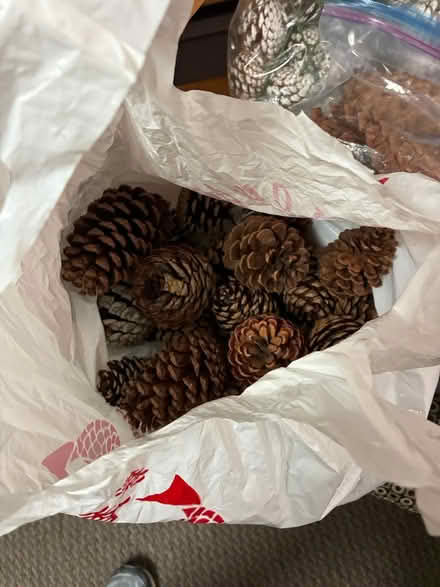 Photo of free Acorns (Los Altos) #2