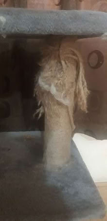 Photo of free Cat resting & Scratching unit (Greenhill DY10) #3