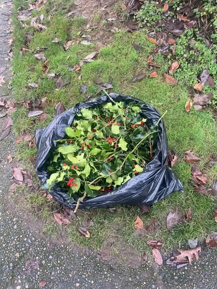 Photo of free Holly berry clippings (Greenwood) #1