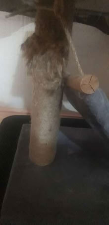 Photo of free Cat resting & Scratching unit (Greenhill DY10) #4