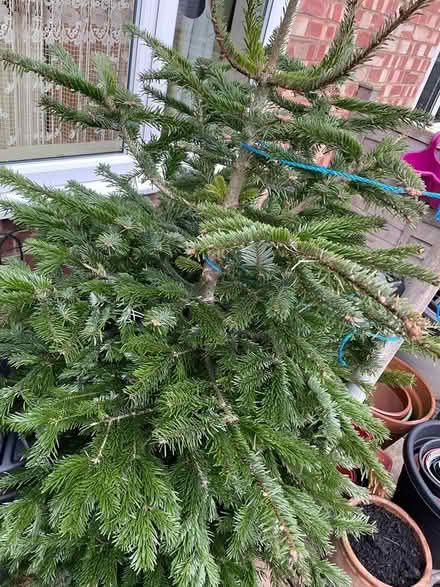 Photo of free Real Christmas tree (Warden Hill GL51) #1
