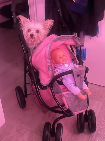 Photo of free Child’s toy pram (Deptford SE8) #1