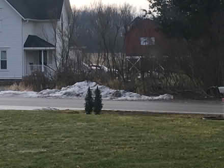 Photo of free Two matching trees (Hamburg/Brighton) #1