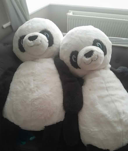 Photo of free Two 🐼 (Wythenshawe M22) #1
