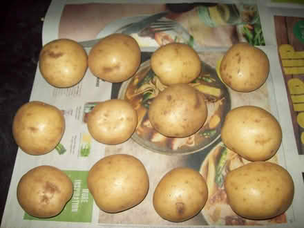 Photo of free Potatoes (Segensworth East PO14) #1