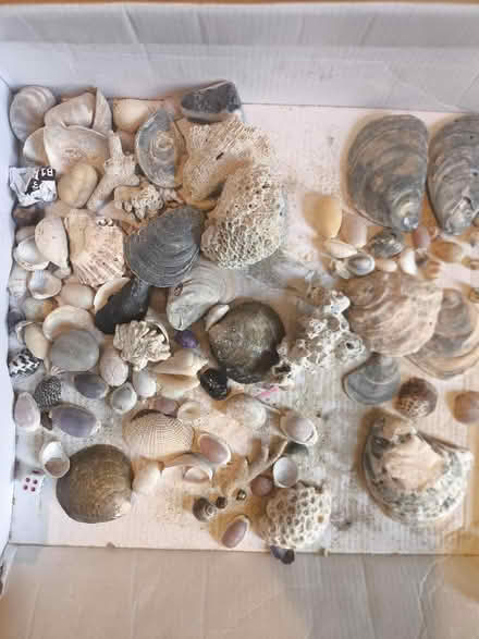 Photo of free Sea shells (Cheam SM2) #2