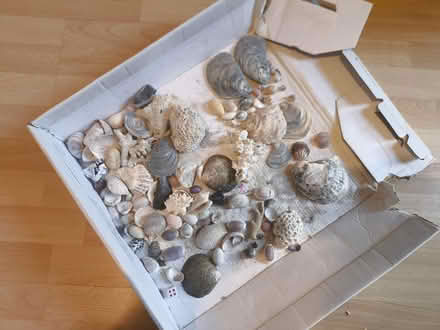 Photo of free Sea shells (Cheam SM2) #1