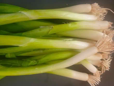 Photo of free Scallions (Oakland) #1