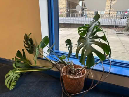 Photo of free Swiss cheese plant. (Frizinghall BD9) #1
