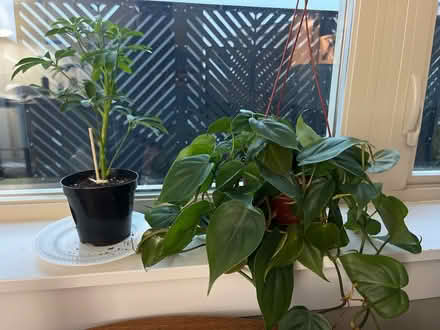 Photo of house plants (Central District) #1