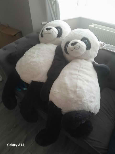 Photo of free Two 🐼 (Wythenshawe M22) #2