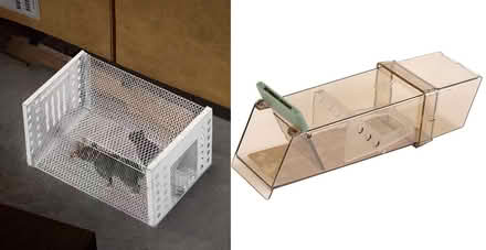 Photo of Mouse trap (Peacehaven) #1