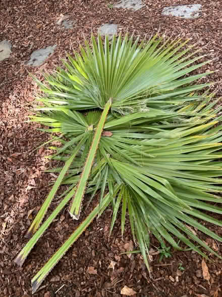 Photo of free palm leaves (Lawrence/ El Camino Real) #1