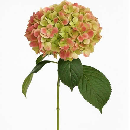 Photo of Hydrangeas (Heald Green SK8) #2