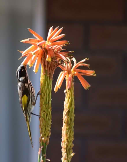Photo of free Aloe fire-poker/candelabra aloe (Mandurah) #3