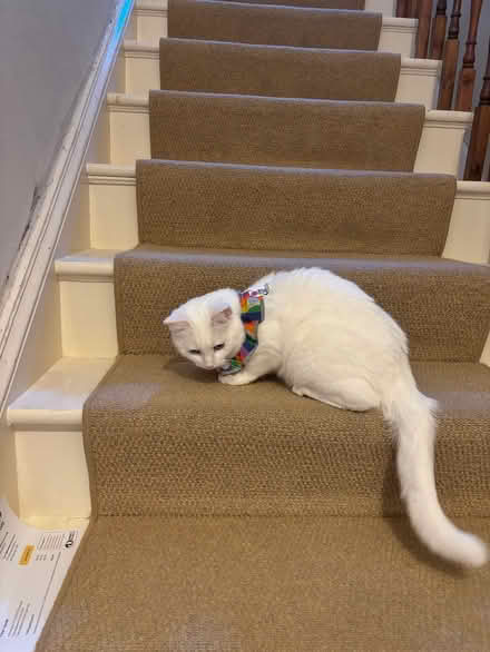 Photo of free Bird protecting cat collar (Penrith CA11) #1