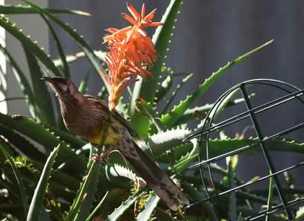 Photo of free Aloe fire-poker/candelabra aloe (Mandurah) #2