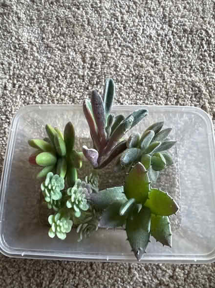 Photo of free Fake succulents (4x) (Hackney Wick E3) #1