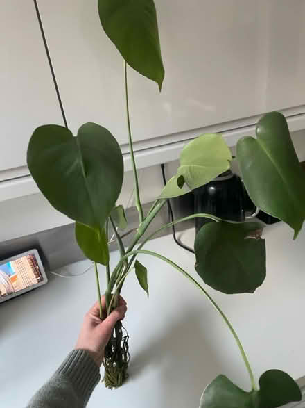 Photo of free Monstera plant offcut (Woodingdean) #2