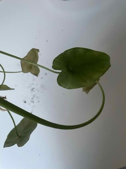 Photo of free Asian Taro offcut (Woodingdean) #2