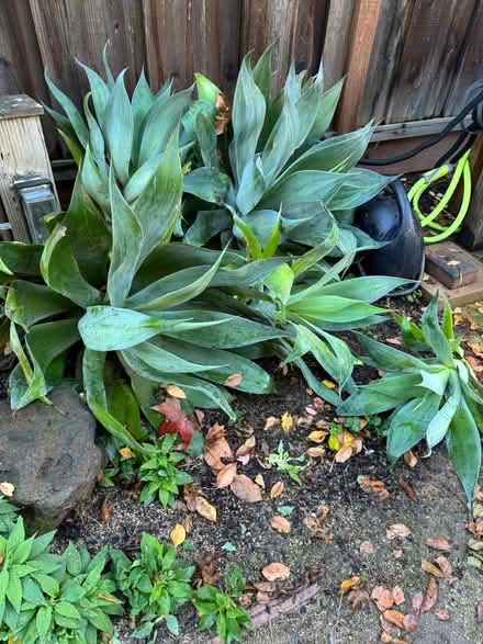 Photo of free Blue Agave plants (Cherry Chase Sunnyvale) #2