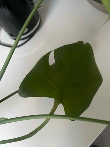 Photo of free Monstera plant offcut (Woodingdean) #4