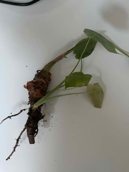 Photo of free Asian Taro offcut (Woodingdean) #1