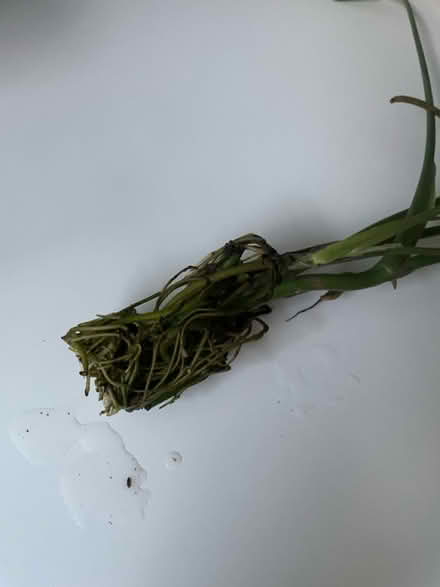 Photo of free Monstera plant offcut (Woodingdean) #3