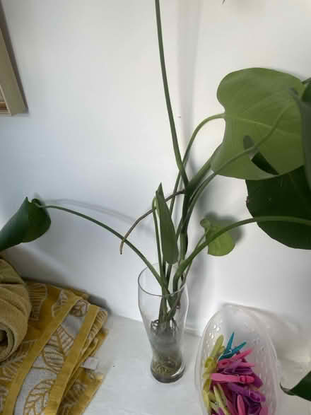 Photo of free Monstera plant offcut (Woodingdean) #1