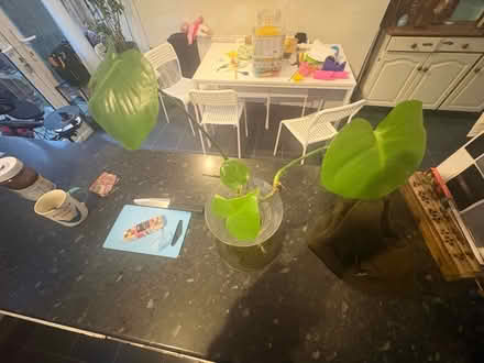 Photo of free Cheese plant propagated (Gipton LS8) #1